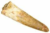 Fossil Spinosaurus Tooth - Real Dinosaur Tooth #381017-1
